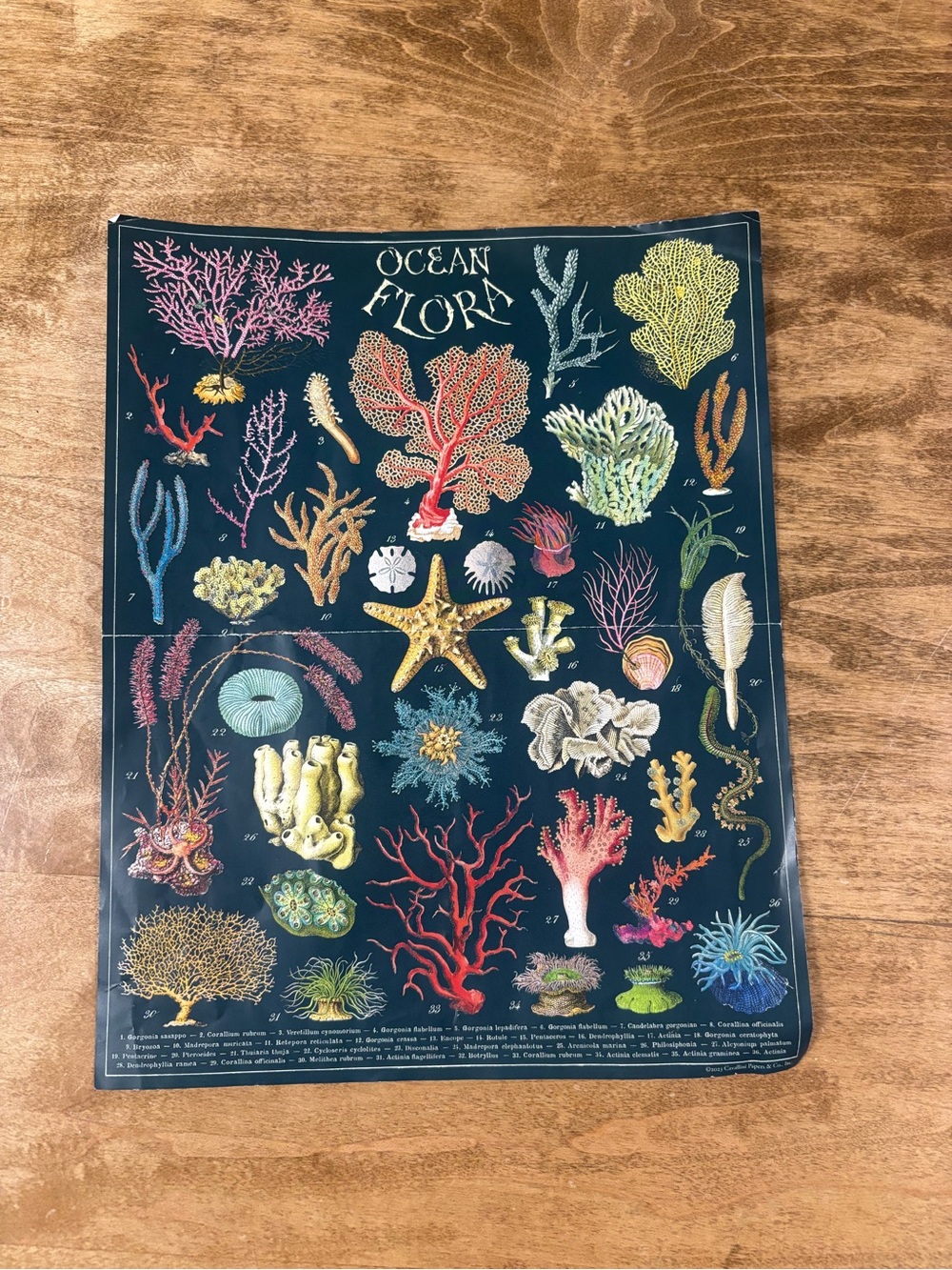 Ocean Flora Vintage Puzzle Cavallini & Co 1000 pieces - Picture 2 of 3